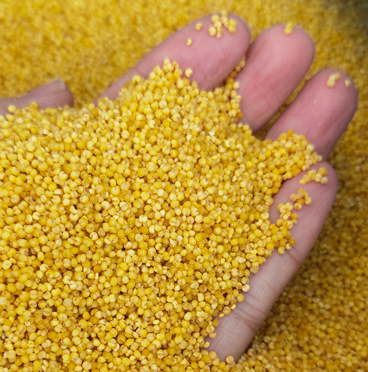 陜北婆姨黃小米